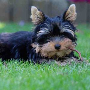 yorkshire terrier characteristic