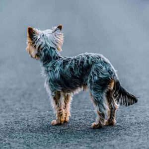 yorkshire terrier dog