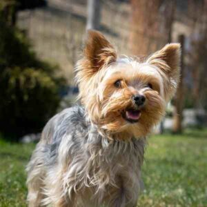 yorkie tracheal collapse